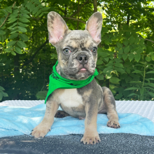 French Bulldog Puppy near me