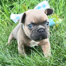 French Bulldog Puppies Near me