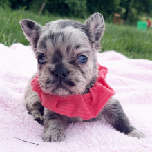 Frenchie puppy for sale