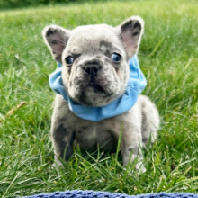 frenchie puppies near me