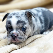 French Bulldog Puppies Sale