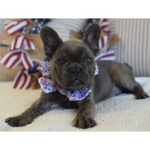 Fluffy French Bulldog for Sale