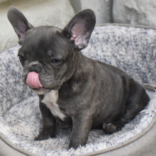 French bulldog