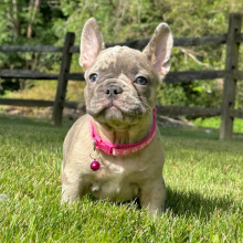 french bulldog puppies near me for sale