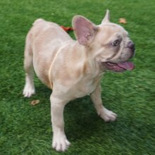 frenchie puppies for sale