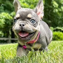 French bulldog puppy for sale near me