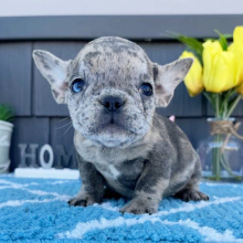 french bulldog puppies for sale near me