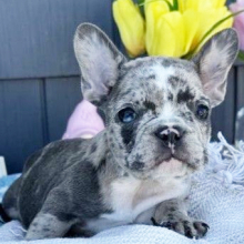 Frenchie puppies for sale near me